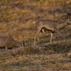 Rehwild im letzten Sonnenlicht