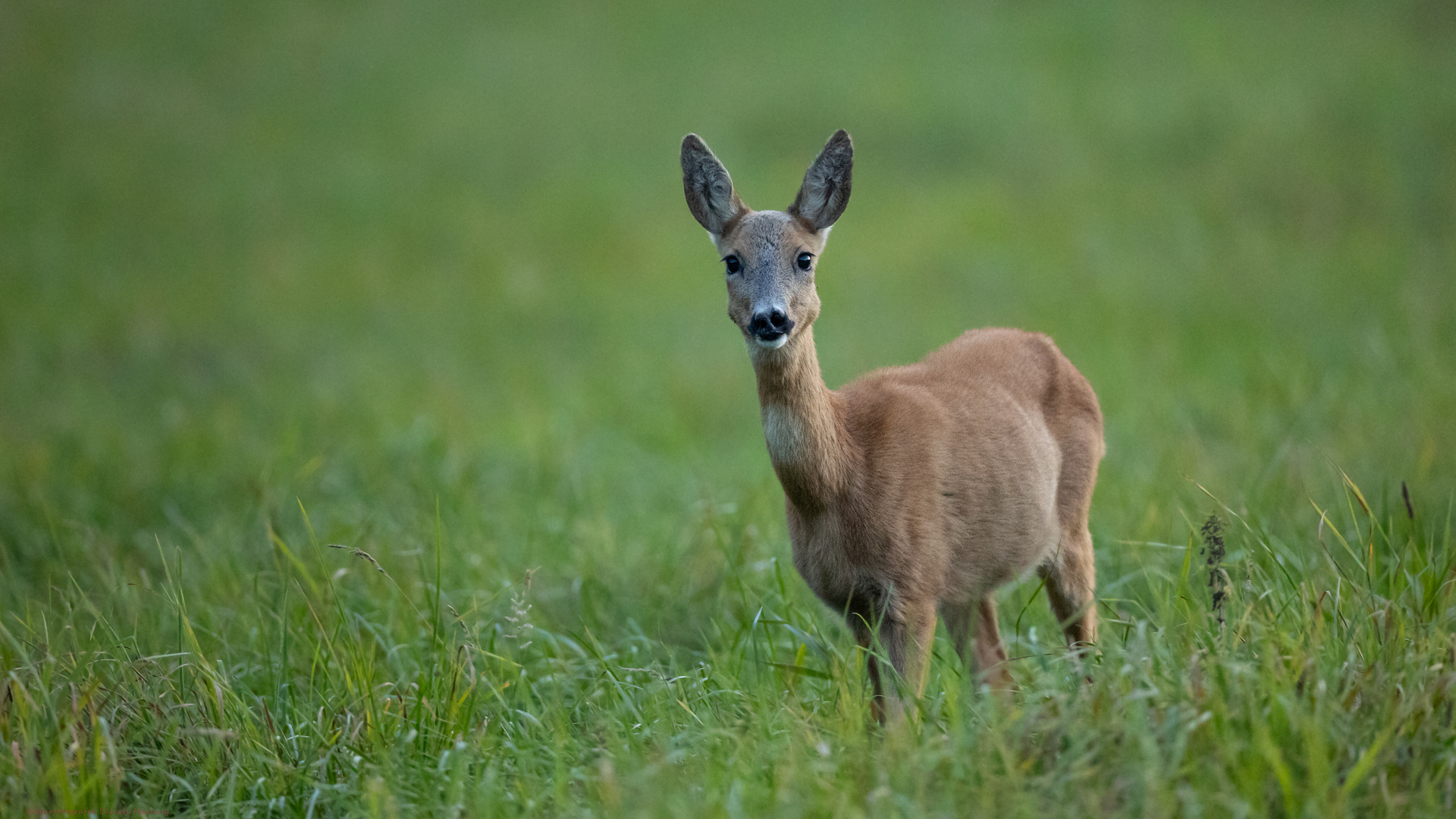 Rehwild im lezten Licht (1 von 1)