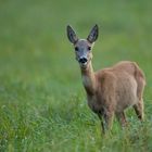 Rehwild im lezten Licht (1 von 1)