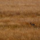 Rehwild im Moor