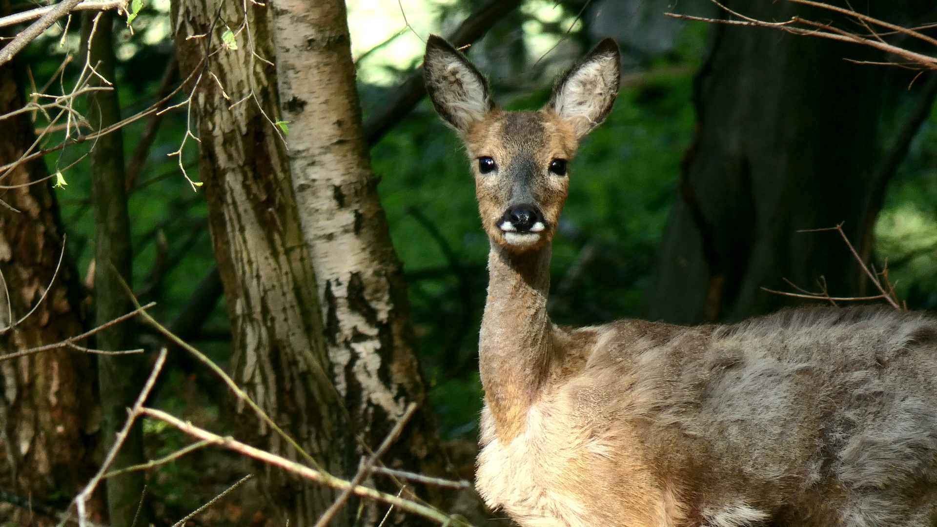 Rehwild im morgendlichen Wald!