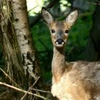 Rehwild im morgendlichen Wald!