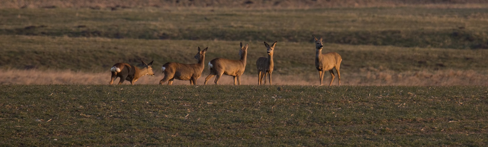 Rehwild im Morgenlicht