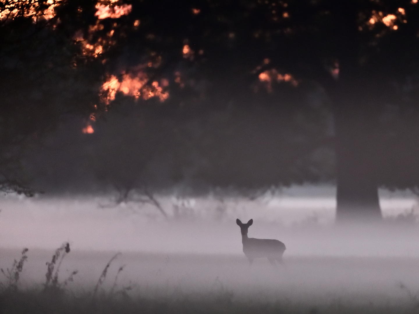 Rehwild im Nebel