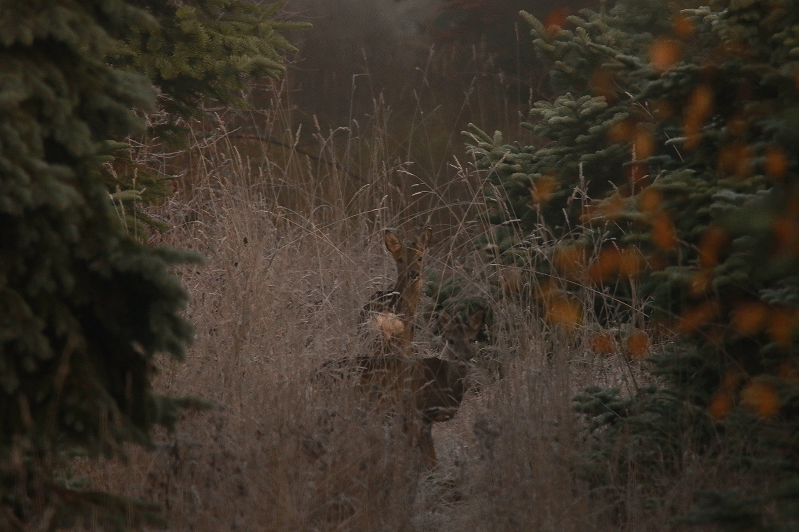 Rehwild im nebligen Frost 