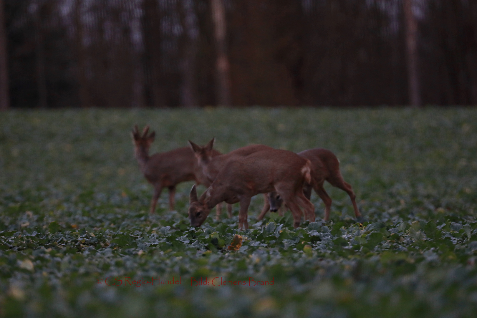 Rehwild im Raps 