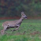 Rehwild im Regen