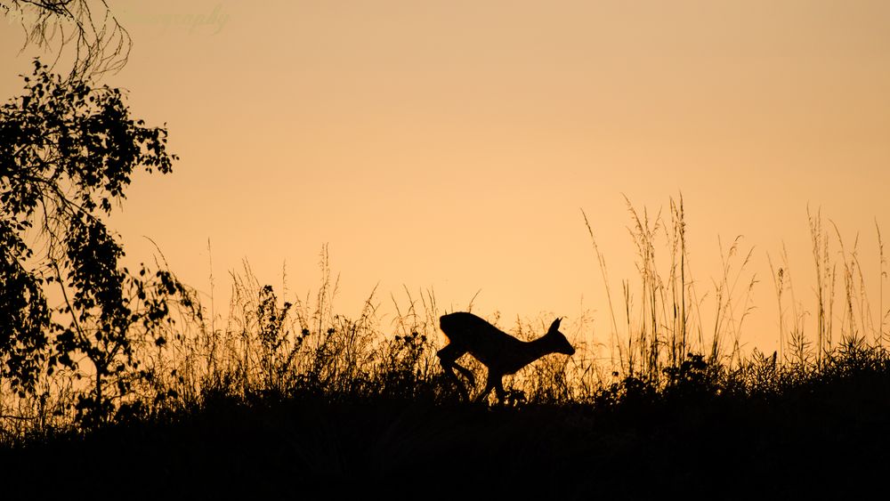 Rehwild im Sonnenaufgang