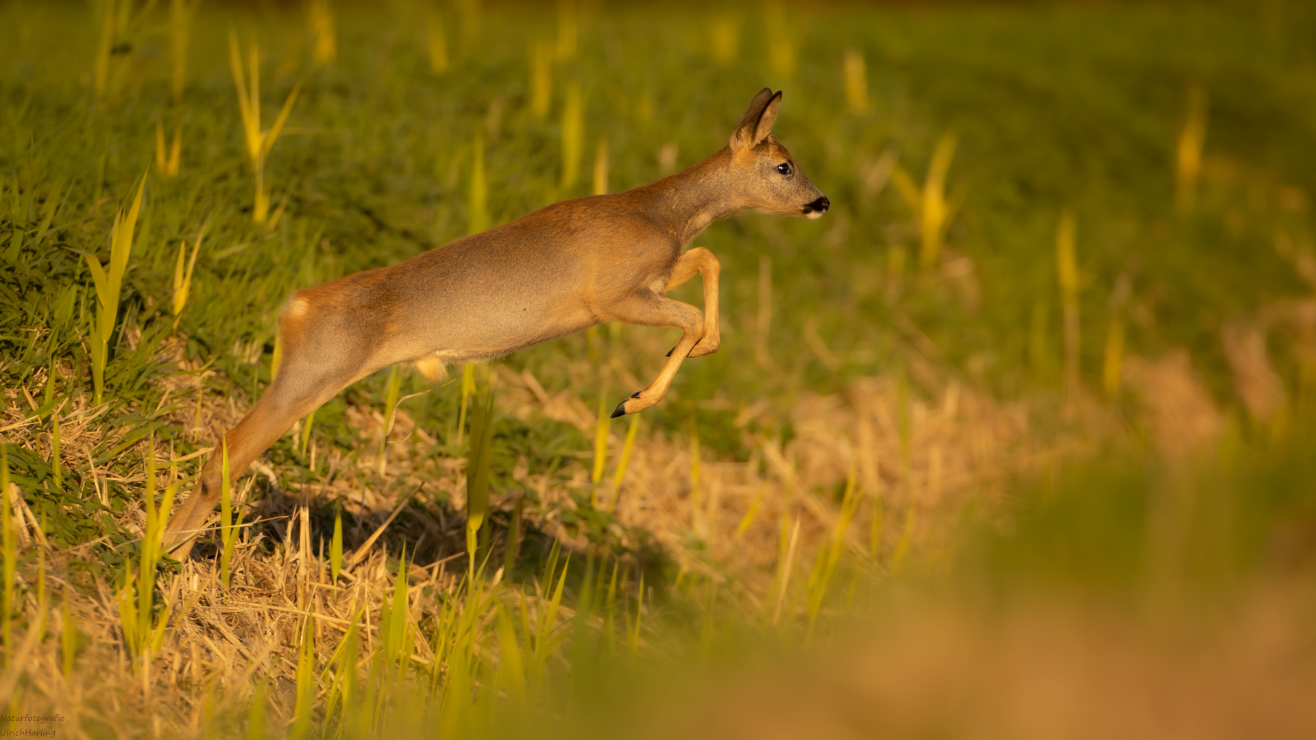 Rehwild im Sprung.... (1 von 1)