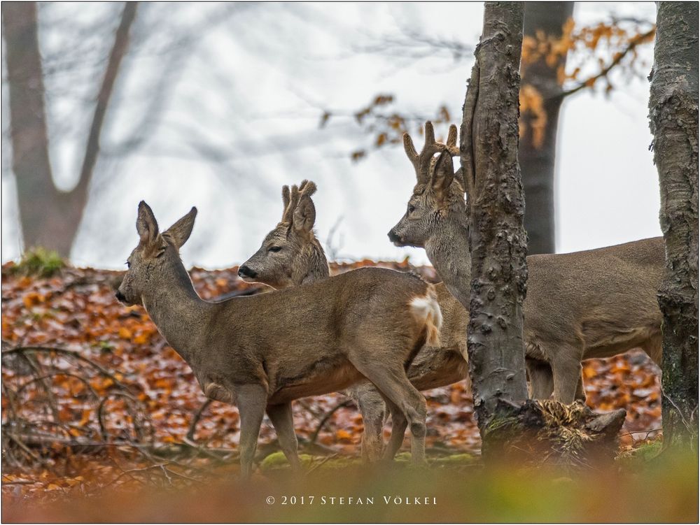 Rehwild im Vorfrühling