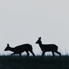 Rehwild in der Abenddämmerung