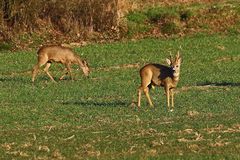 Rehwild in der Abendsonne