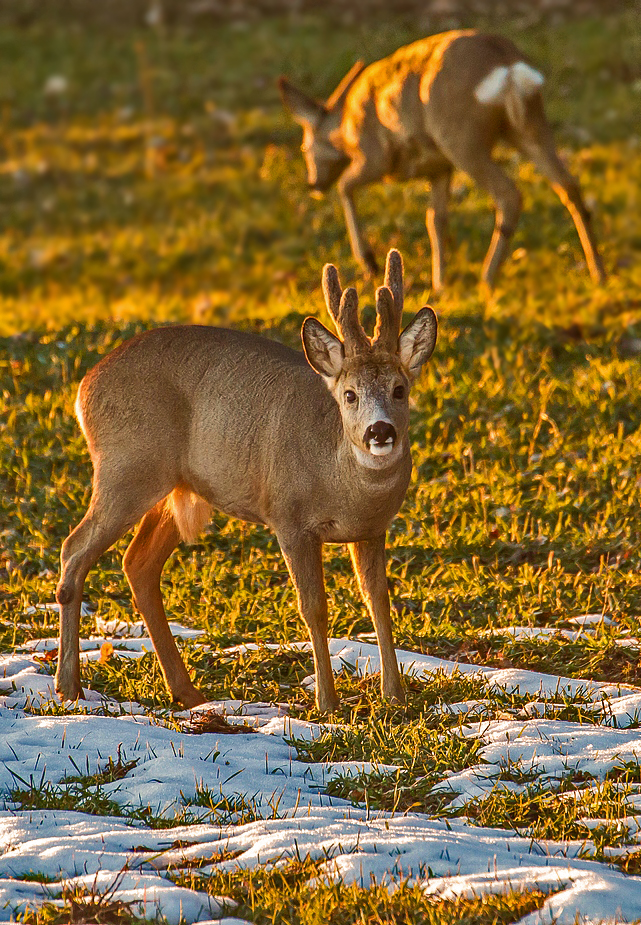 Rehwild in der  Abendsonne