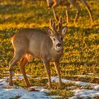 Rehwild in der  Abendsonne