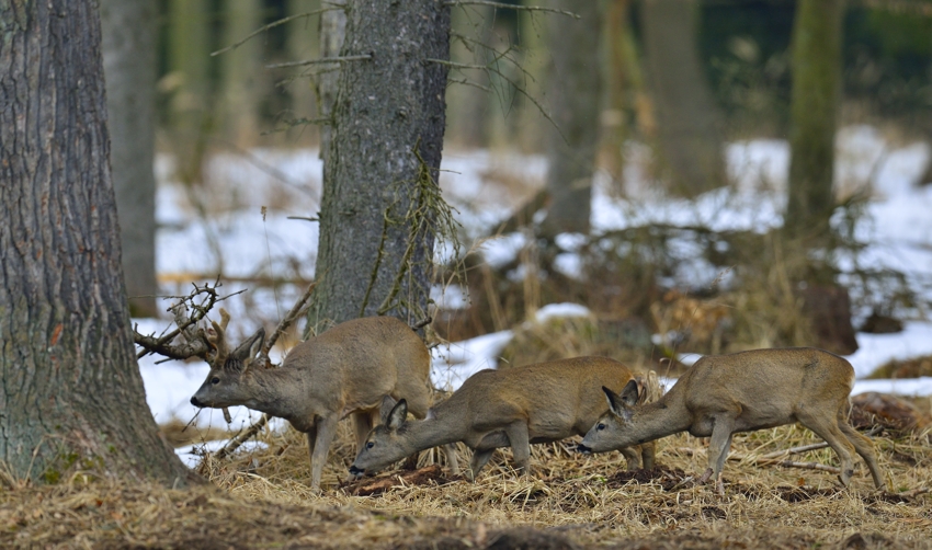 Rehwild in der Uckermark