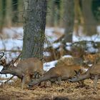 Rehwild in der Uckermark