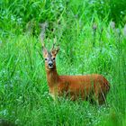 Rehwild ist wählerisch und sucht sich in satter Vegetation gerne Kräuter