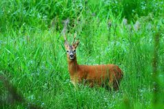 Rehwild ist wählerisch und sucht sich in satter Vegetation gerne Kräuter