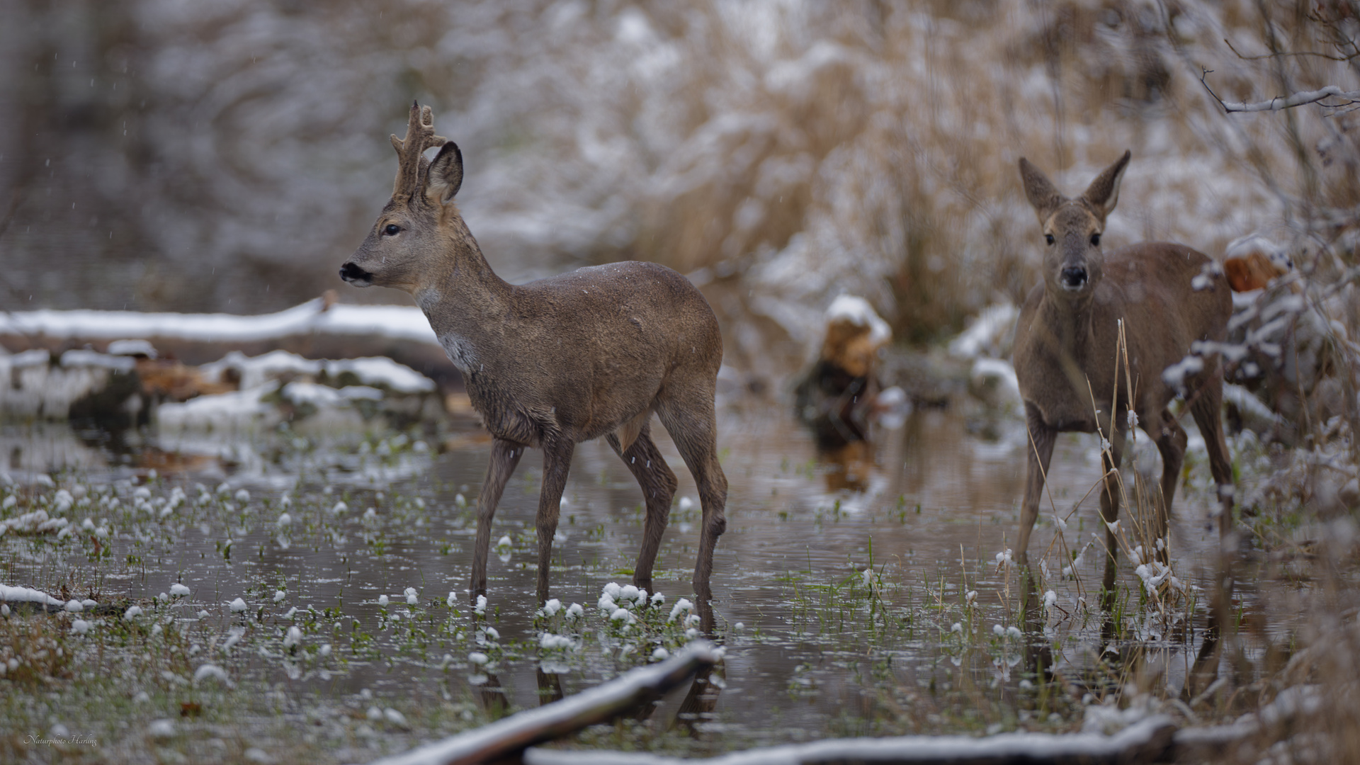 Rehwild März  Winterstimmung