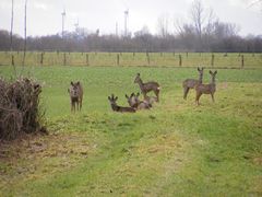 Rehwild nach dem Hochwasser