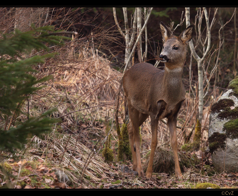 Rehwild oder Riechwild?