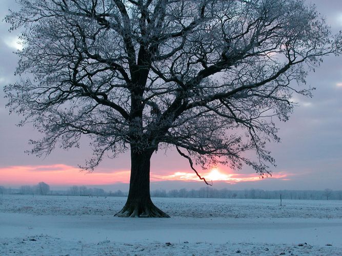 Rehwild oder Sonnenaufgang