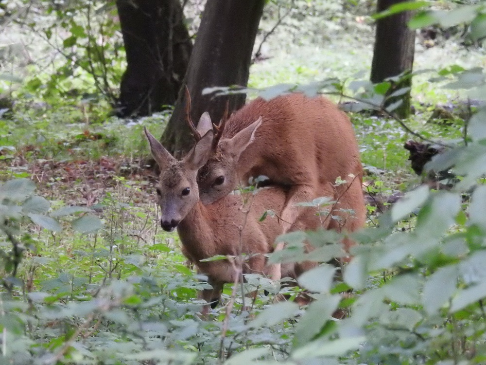 RehwildPaarung Foto & Bild rehbock, rehe, rehgeiß Bilder auf