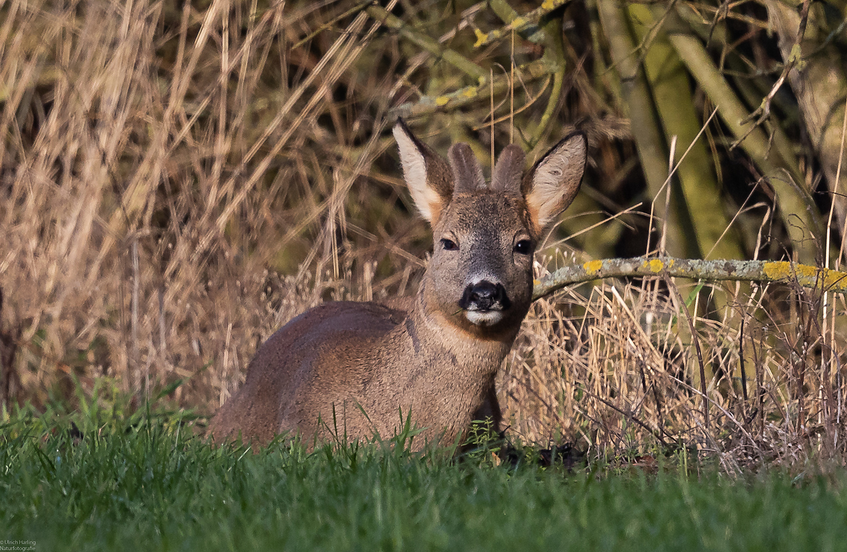 Rehwild Ruhephase