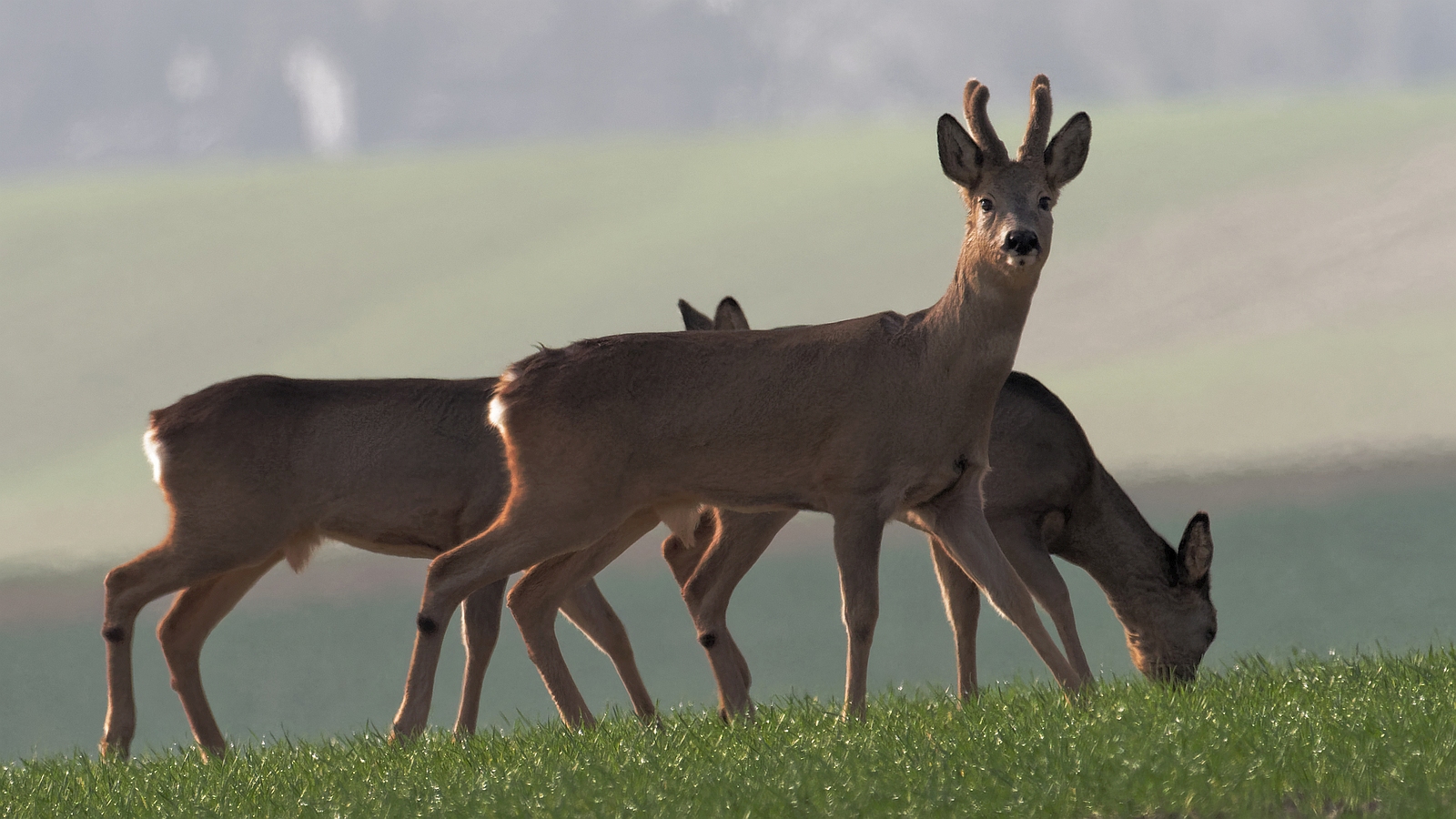 Rehwild Sprung auf freier Flur