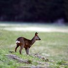 Rehwild vor Ansitzhütte