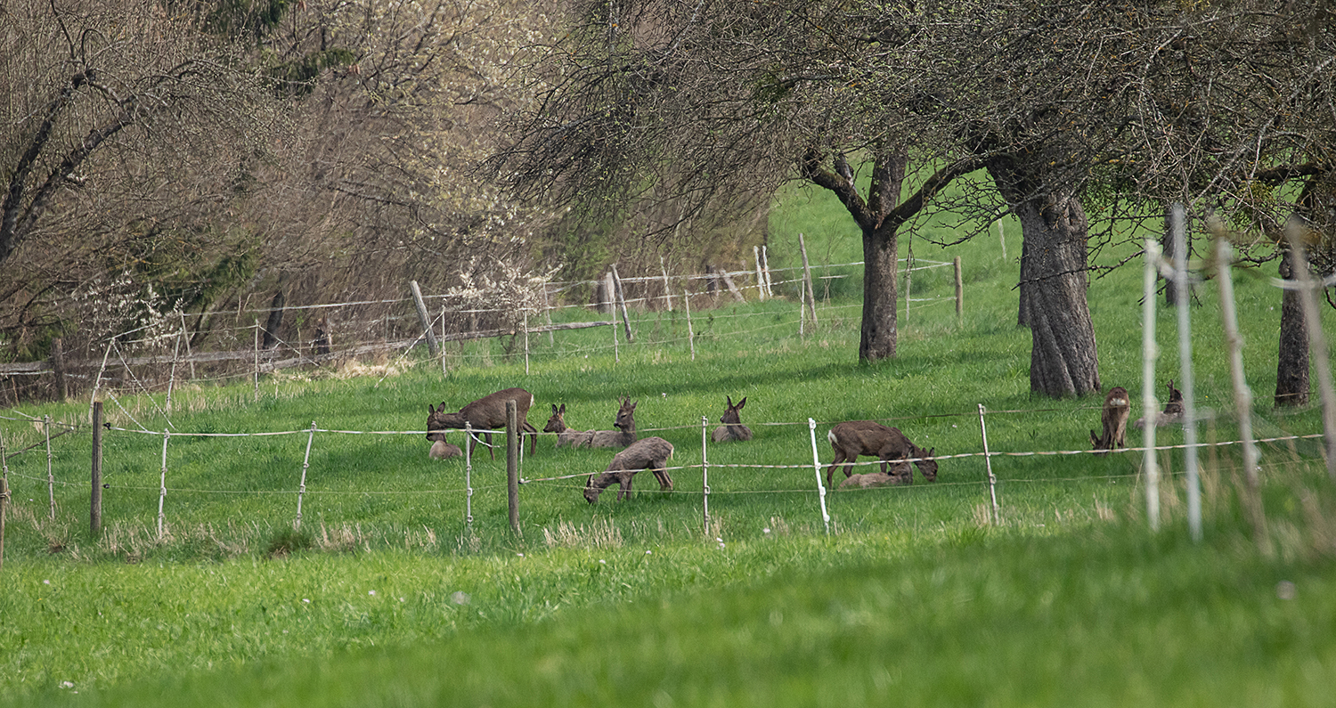 *** Rehwild......ganz viele  ***