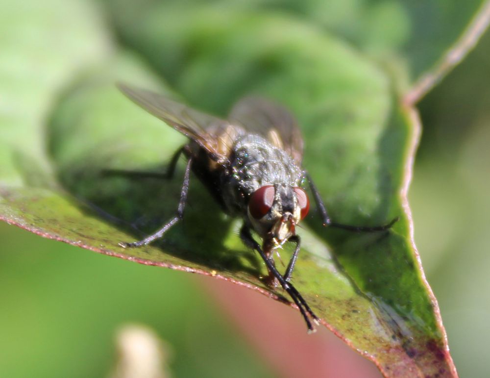 reibt sich die Hände Foto & Bild tiere, wildlife, insekten Bilder auf