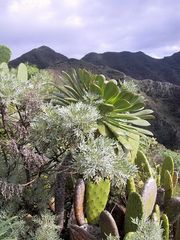 Reich an Vegetation...