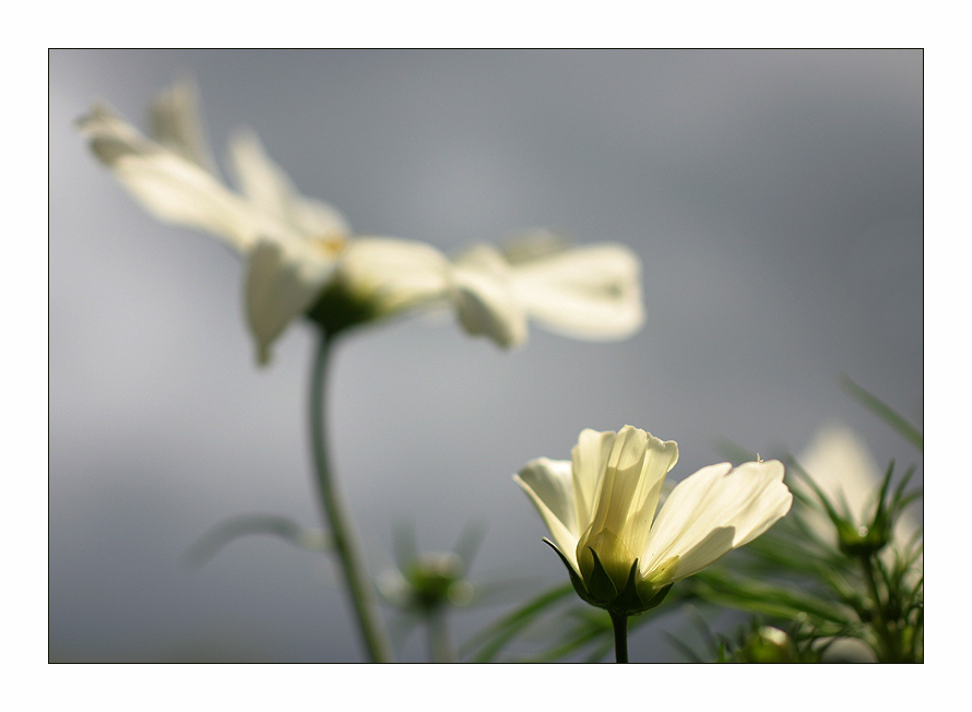 Reich der Cosmeen (II)