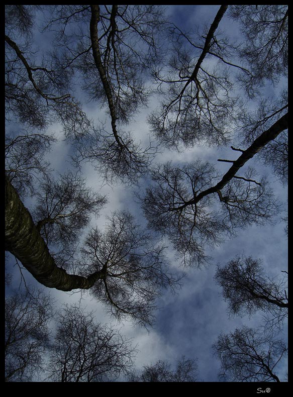Reich der Riesen World of giants Foto & Bild landschaft, wald, alte