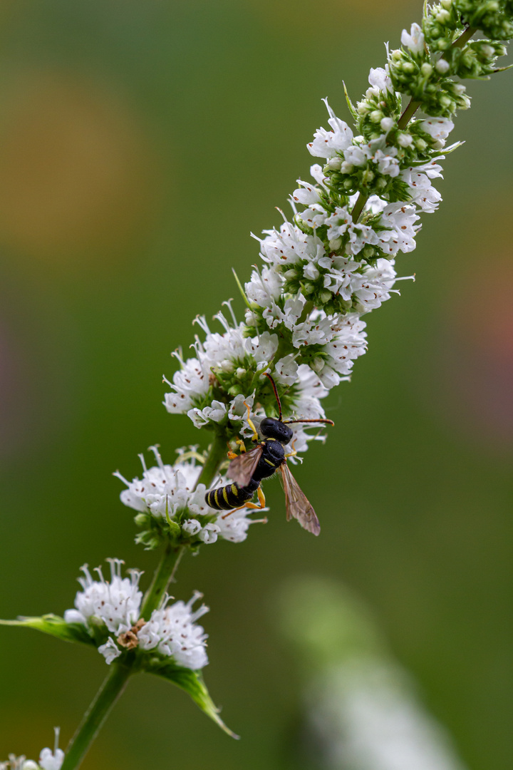 Reich gedeckt Foto &amp; Bild | tiere, wildlife, insekten Bilder auf ...
