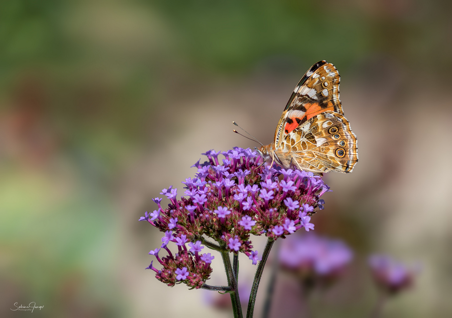 Reich gedeckter Blütentisch Foto &amp; Bild | natur-makros, projekte, natur ...
