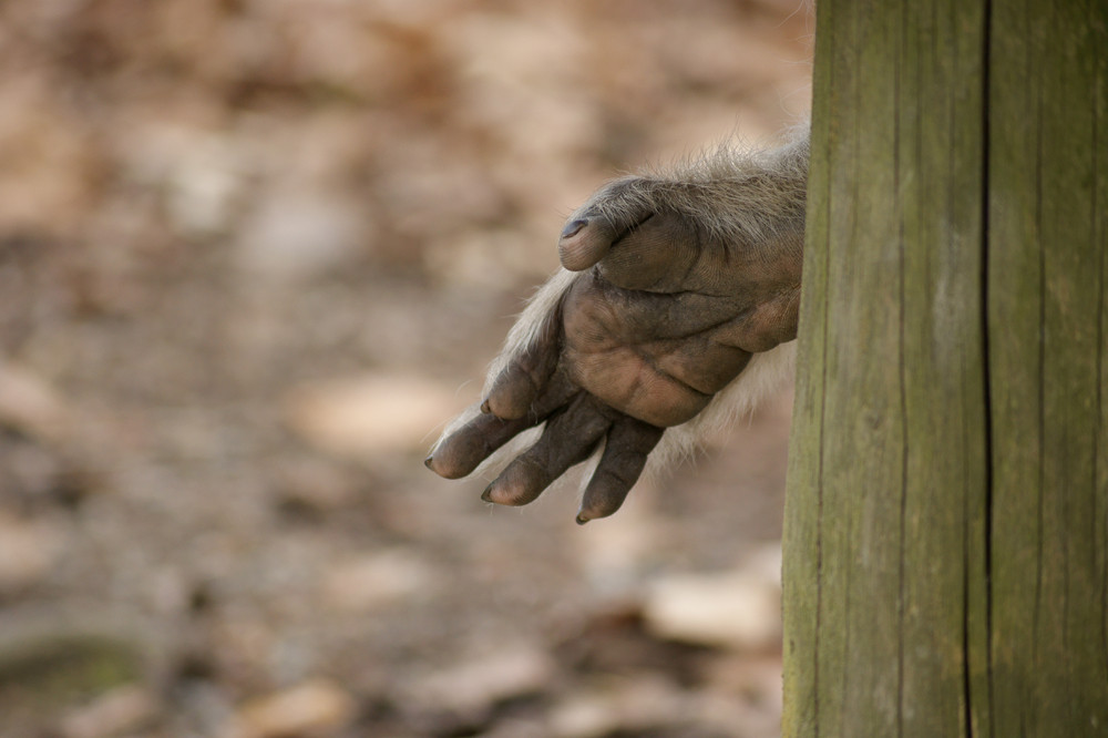 Reich mir die Hand