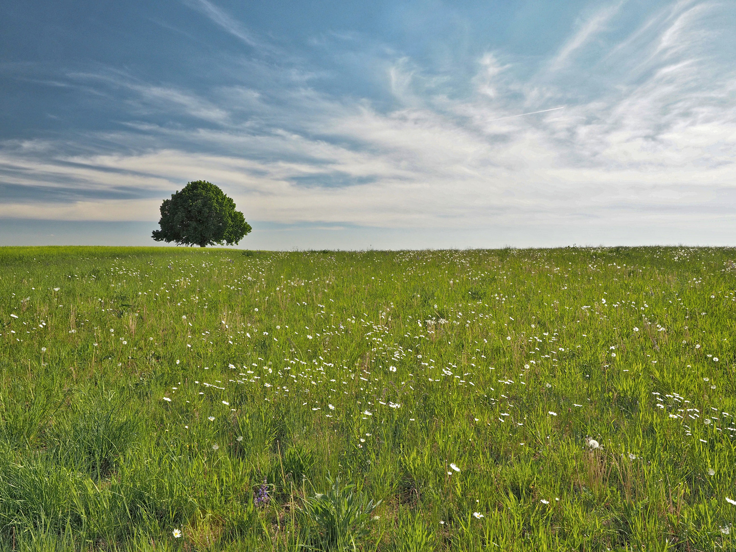 Reichberglinde im Frühling