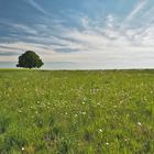 Reichberglinde im Frühling