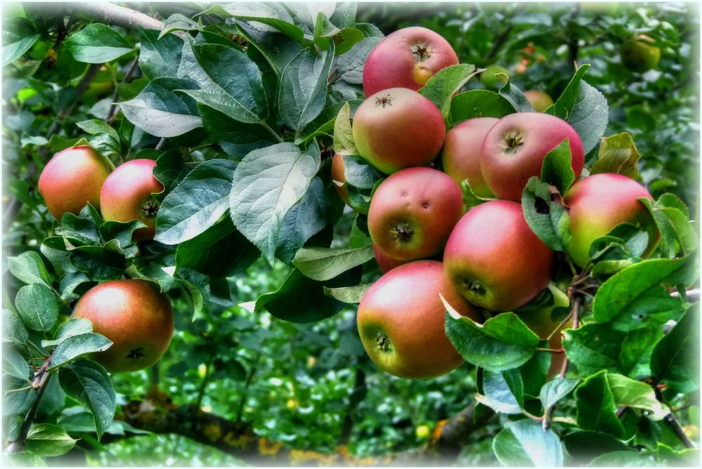 Reiche Apfel-Ernte