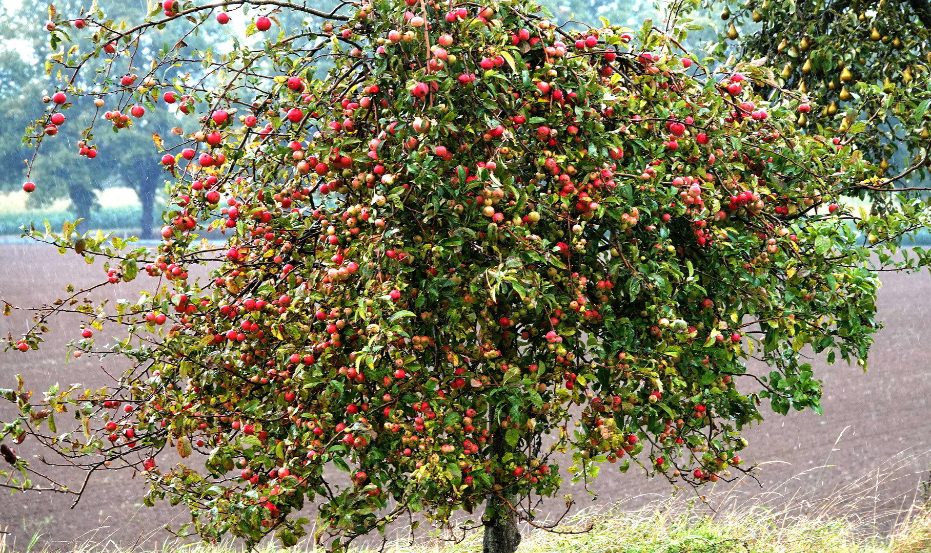 reiche Ernte Foto & Bild deutschland, europe, mecklenburg vorpommern