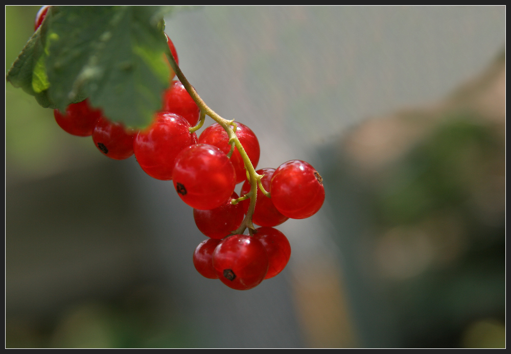 Reiche Ernte im Garten...