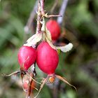 Reiche Hagebutten-Ernte. Aber keiner erntet sie!