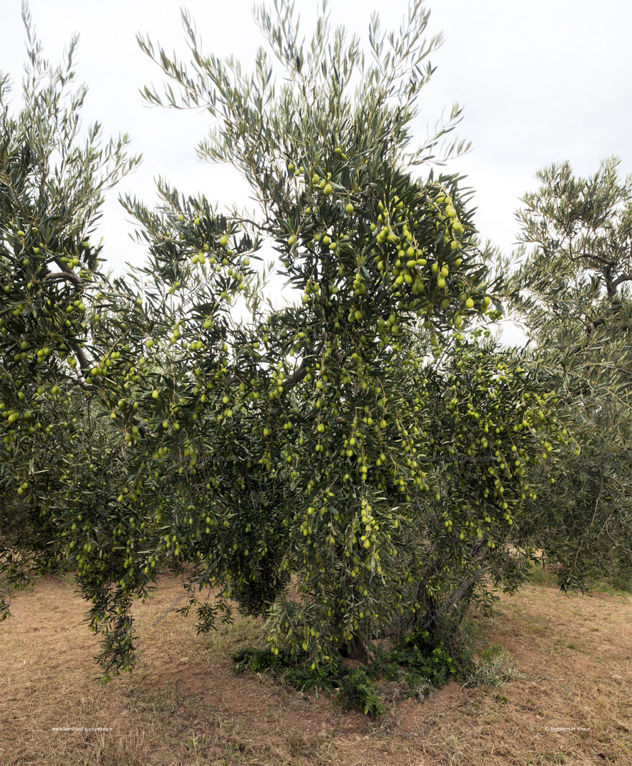 Reiche Olivenernte in der Region Les Baux