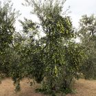 Reiche Olivenernte in der Region Les Baux