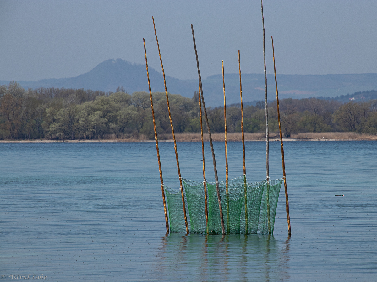 Reichenau: Blick in den Hegau