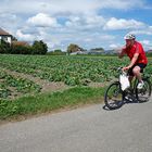 Reichenau, Radfahrer auf der Reichenau