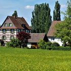 Reichenau - üppige Blumenwiese und Fachwerk