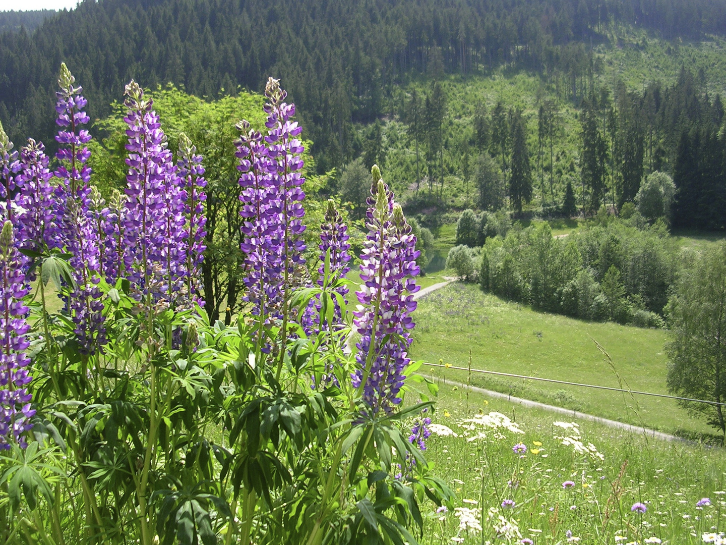 Reichenbacher Tal